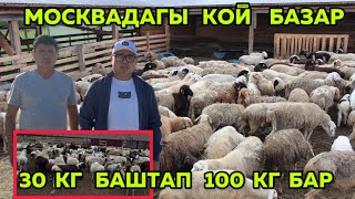 МОСКВАДАГЫ   КОЙ   БАЗАР   30 КГ  БАШТАП   100 КГ  КОЙЛОР  БАР🇰🇬🇷🇺КОЙБАР ДЕП ИЗДЕҢИЗ БИЗДИ 🆘☝️