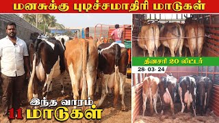 மனசுக்கு புடிச்சமாதிரி மாடுகள் | தினசரி 20 லிட்டர் #farmingbusiness #erodecowsanthai