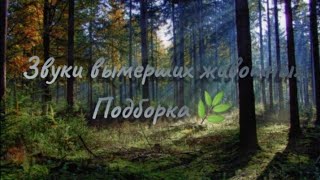 | Звуки, которые издавали вымершие животные🌿.Подборка |