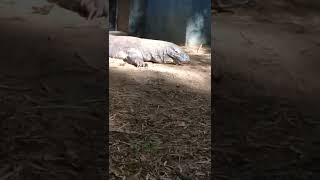 Komodo Dragon! #shorts #komodo #animals