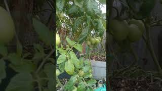 Tomatoes in sacks and containers