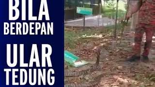 Ilmu Berhadapan Dengan Ular Dari Abang Bomba