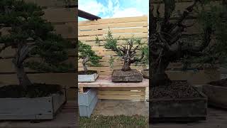 New Bonsai Area #bonsai #shorts #yamadoribonsai