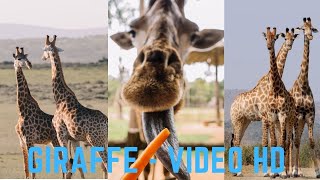 Giraffe - video HD ! Beautiful Moment Giraffe 2021