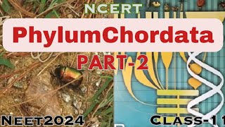 Phylum Chordata Part-2.|Class-11th |Neet2024 |biology|.