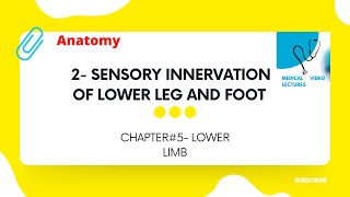 Sensory Innervation of Lower Leg and Foot | CHAPTER#5- LOWER LIMB.