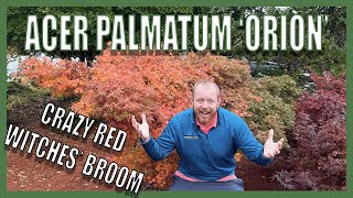 Japanese Maple Acer palmatum 'Orion' Vigorous Witches Broom! Cultivar Highlight w/ Tim