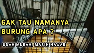 UNBOXING BURUNG || beli ditoko burung pinggir jalan