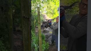 How To Get A Turkey Out Of It's Pen, Dan Severn Style! #farmlife #shorts #homesteading #ufc #turkey