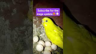 Love bird's layed many eggs 🥚 subscribe please 🤩 #anime #dragonball #edit #birds #lovebird #budgies