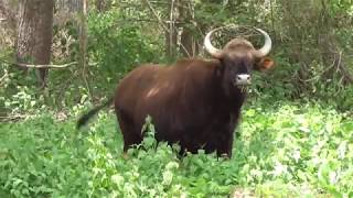 Bison (Gaur)