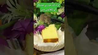 واہ کیا مزہ ہے میٹنگز کے کھانوں میں #funny #viral #goneviral