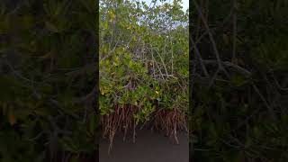 Pohon mangrove di teluk terima