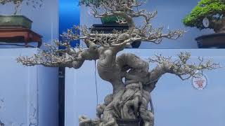 CÂY XANH BONSAI DÁNG QUÁI ĐỆP