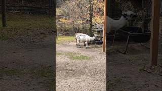 Llamas eating at lunchtime #llamas #animal #animals #toronto #trending #viral #shortsviral #vlog