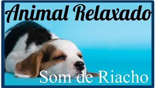 🐶 Música Para Acalmar Cachorro (TESTADO) - Com Som de Riacho