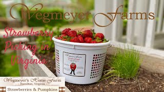 Strawberry Picking in Virginia - Wegmeyer Farms