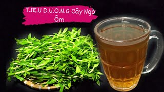 Cây Ngò Om Và Công Dụng Rất Tốt Cho Sức Khỏe