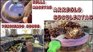 Sella tu maceta, ahorra agua. Arreglo con suculentas hermoso