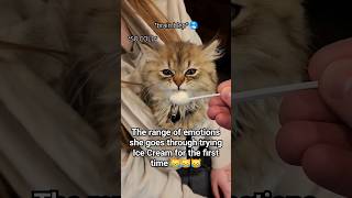 Kitten Has Mixed Emotions Over Ice Cream 🍨 #catvideo #viral #top10