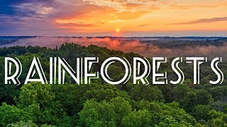 Rainforests | Most Complex and Diverse Ecosystems on Earth