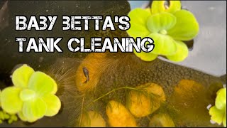 Betta fish baby’s tank cleaning | Betta fry care