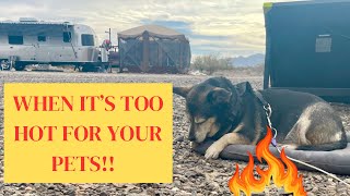 Essential Tips for Boondocking with Pets in Extreme Weather: Keep Them Safe in High & Low Temps!