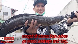 Sungai di taiwan ikan g pernah habis terk Gabus 1kg.. #mancingmania #ketapelikan