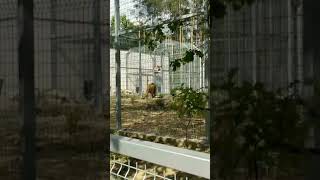 Nowe Zoo.  Poznań,  Polska. Lion