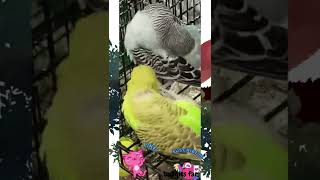 Happy relaxing budgies chirping and talking with each other ❤️💞 #youtubeshorts #shorts