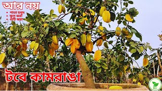 টবে এরকম কামরাঙা ফলানোর A-Z পরিচর্যা | NO Flower & Fruit Drops: Grow Huge Starfruits Like a Pro