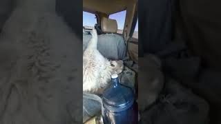 This is How Great Pyrenees Prefer to Travel | Polar, the Great Female Pyrenees of Big Sur