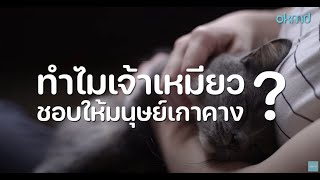 1 นาที กับ OKMD | ทำไมแมวชอบให้เกาคาง