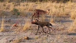 Gruesome Wild Dog Kill | Great Plains Conservation