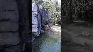 10-26-23 Monkeys at Lowry Park Zoo