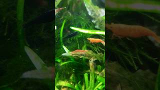 Black and Yellow Shrimps in Aquarium