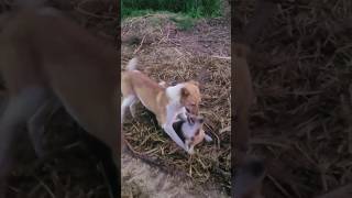 dogs playing #animals #dogs #shorts #short