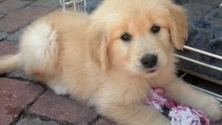 Golden retriever puppy hug