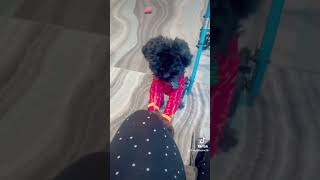 My Dog Riley in PJs#fun #dog #dogs#entertainment#shorts#shortsvideo#funny#doglover#dogmom#cutedog