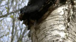 Chaga regrowing after being cut from tree.