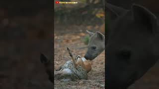 Nature Becomes Very Cruel #shorts #youtubeshorts #nature #hyena #animals #memes