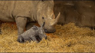 Whipsnade welcomes baby Southern white rhino