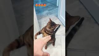 #shorts #cute #cats #trendingvideo #trending