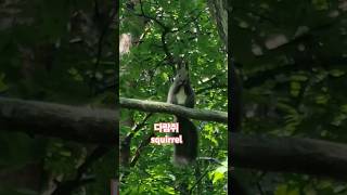 Cute Squirrel 😍 #nature #wildlife #shorts #shortvideo