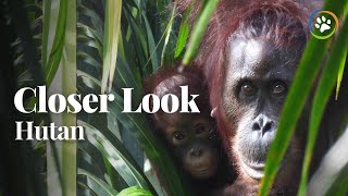 Traverse the Ancient Forests of Orangutans | Closer Look