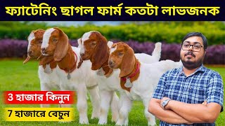 পশ্চিমবঙ্গে ফ্যাটেনিং ছাগল ফার্ম কতটা লাভজনক? ৩ হাজার এ কিনুন ৭ হাজারে বিক্রি করুন।