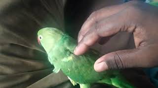 Head massage to parrot