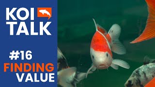 Best Koi For Your Budget | Koi Talk | Ep #016