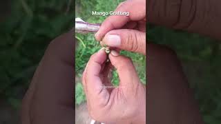 Mango grafting step by step guide #mangografting  #grafting #shorts