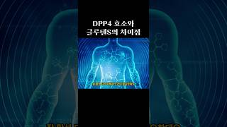 글루텐 분해 누가 더 잘할까? DPP4와 글루텐s 차이점 shorts